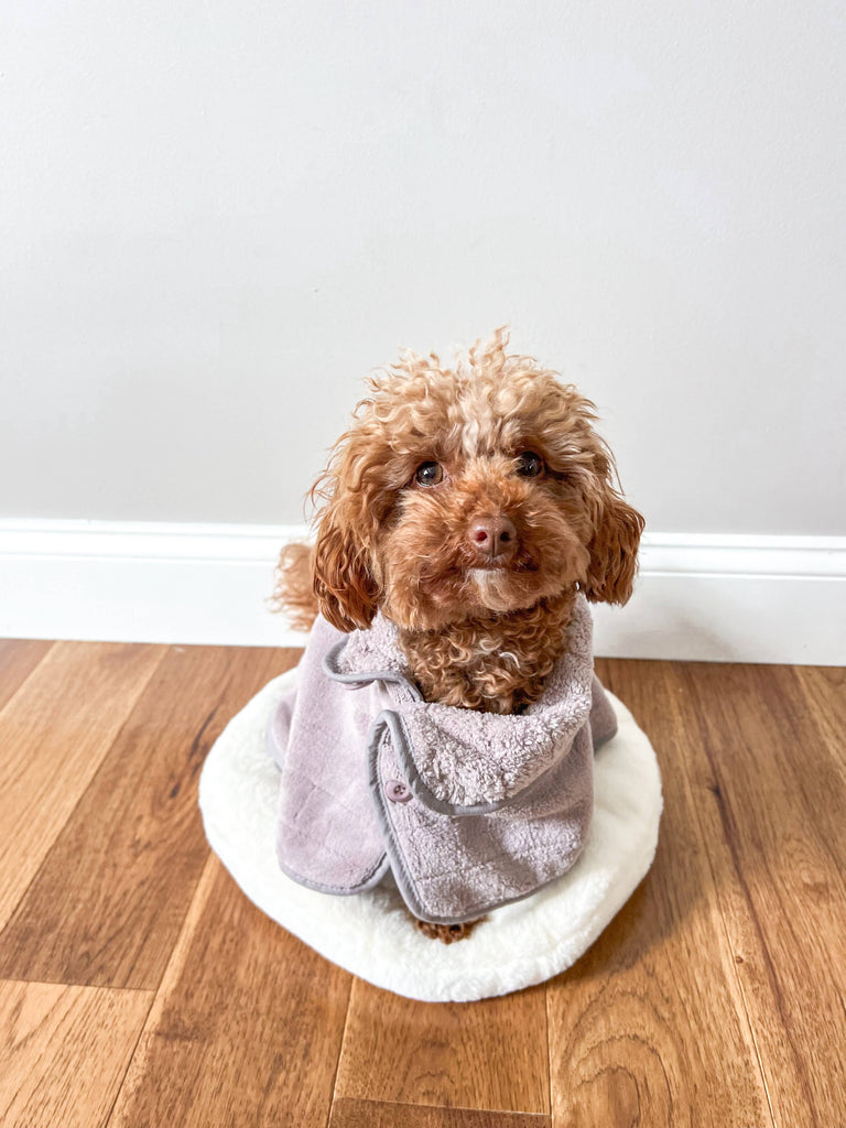 Small dog wearing a purple robe sitting on a white rug in a room with wooden flooring.