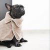 Black dog wearing a beige coat on a light background