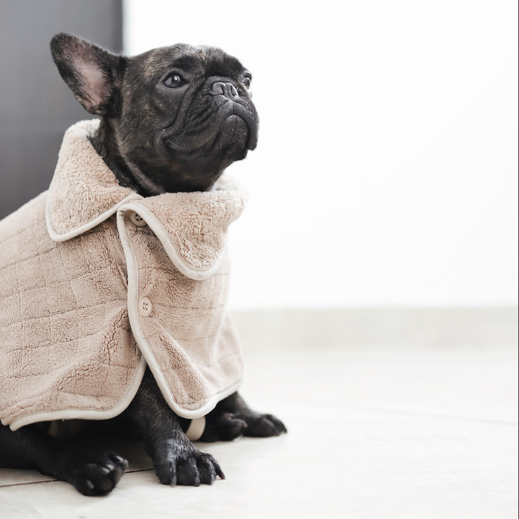 Black dog wearing a beige coat on a light background