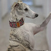 Dog wearing a decorative collar with a blurred background