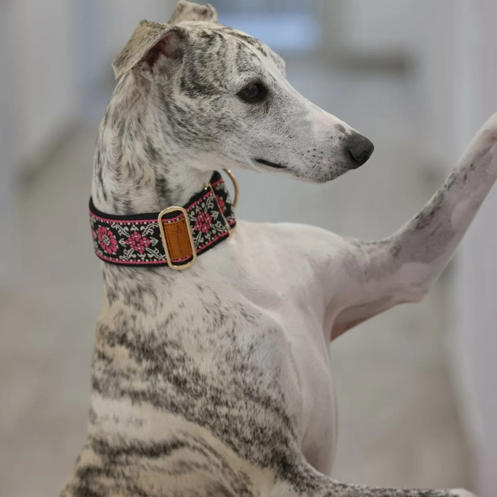Dog wearing a decorative collar with a blurred background