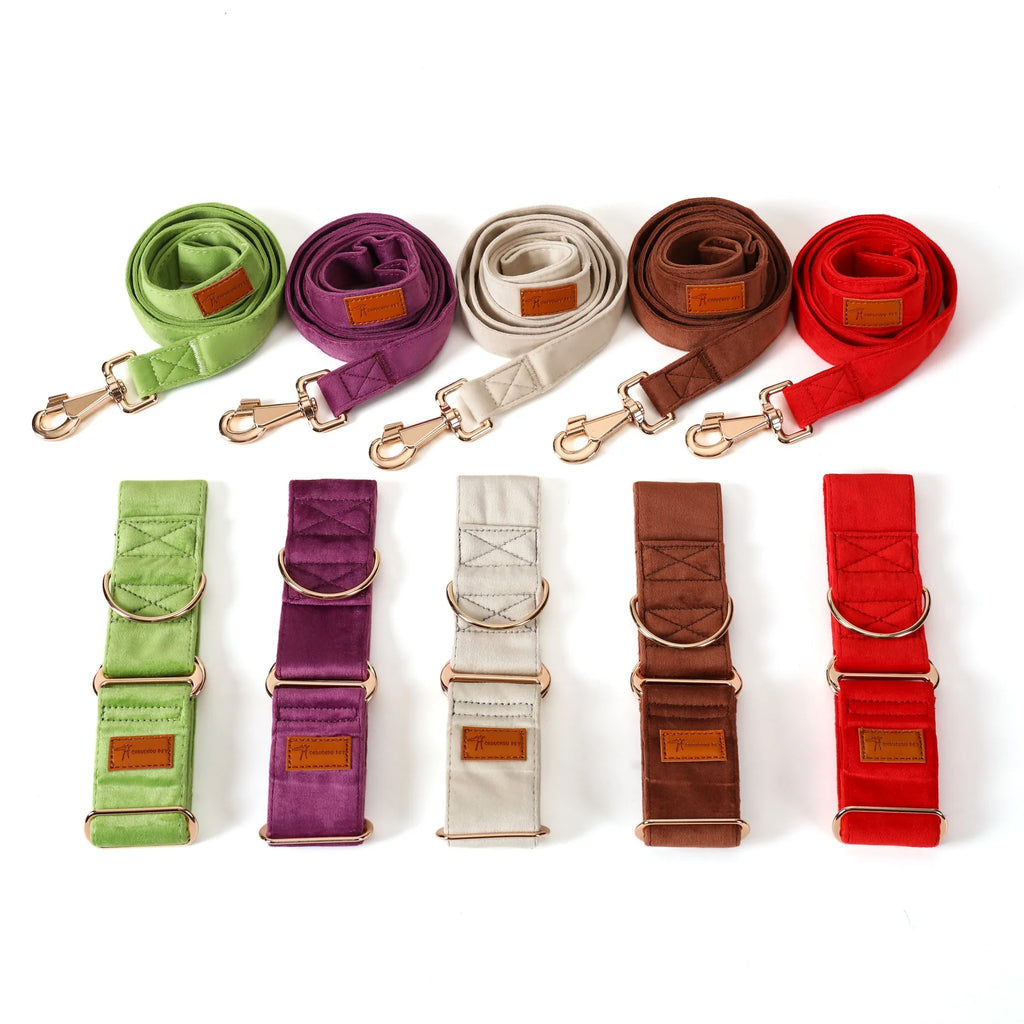 Set of colorful dog leashes and collars on a white background