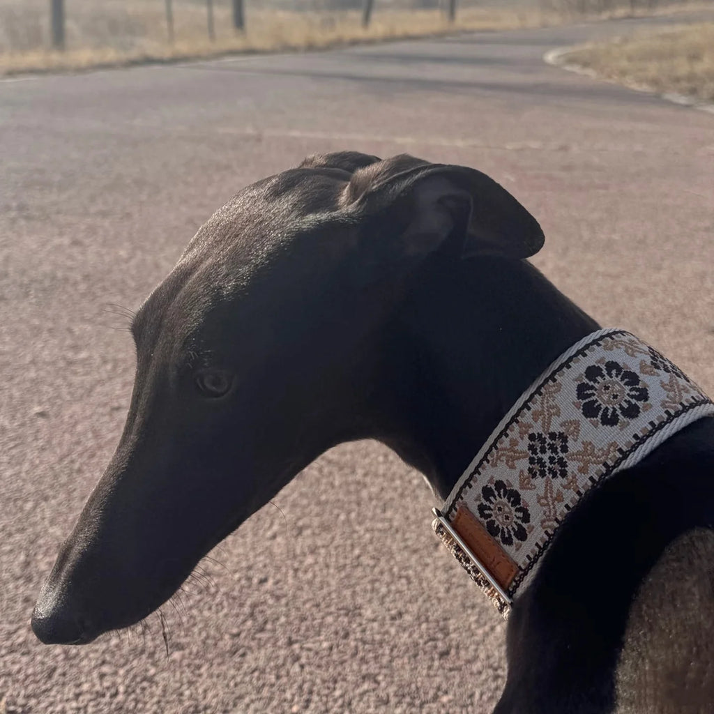 Dog wearing a decorative collar on a road