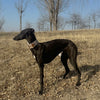 A black greyhound dog standing in a dry grass field under a blue sky, wearing a patterned collar.