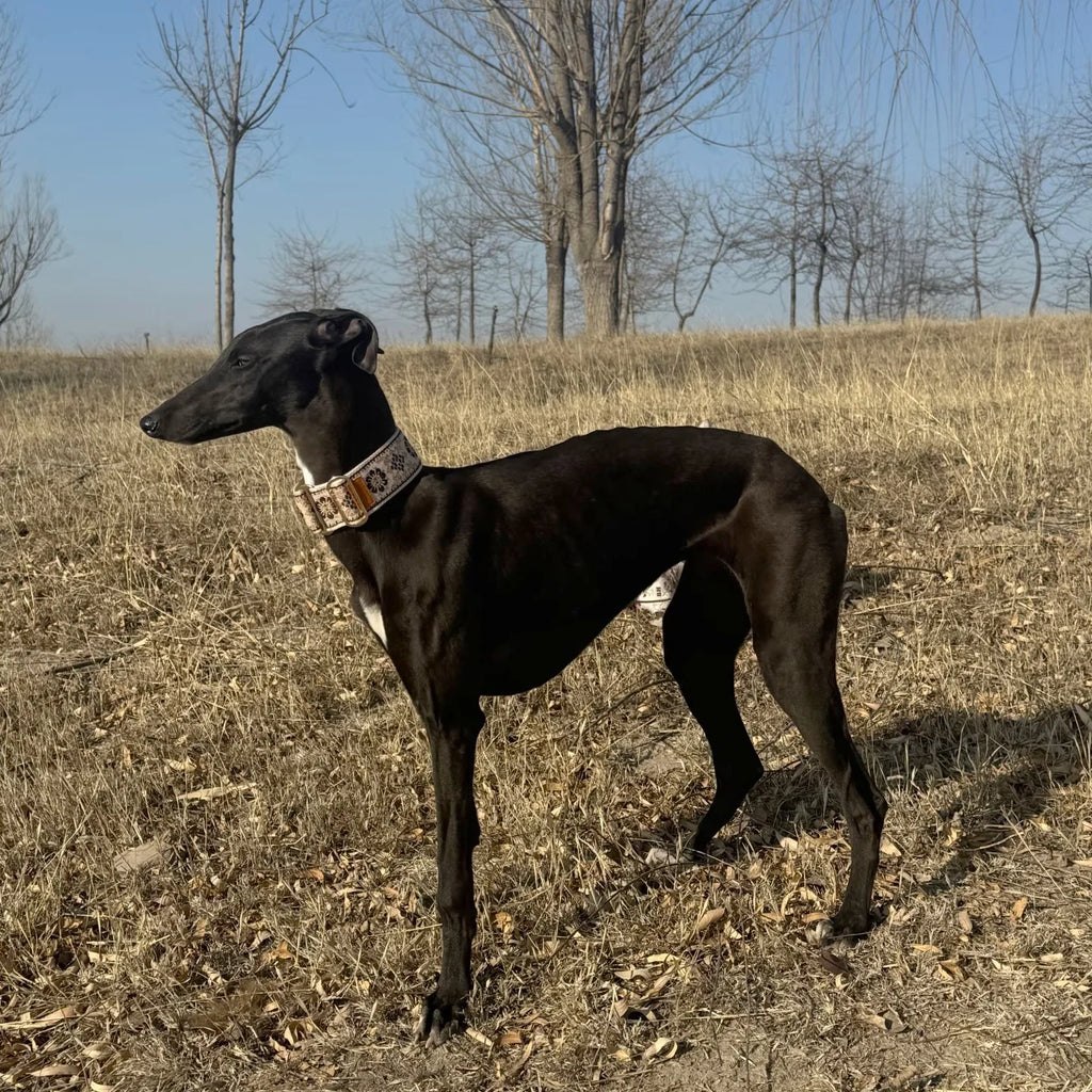 A black greyhound dog standing in a dry grass field under a blue sky, wearing a patterned collar.