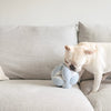 Dog playing with a blue textured toy on a light gray couch