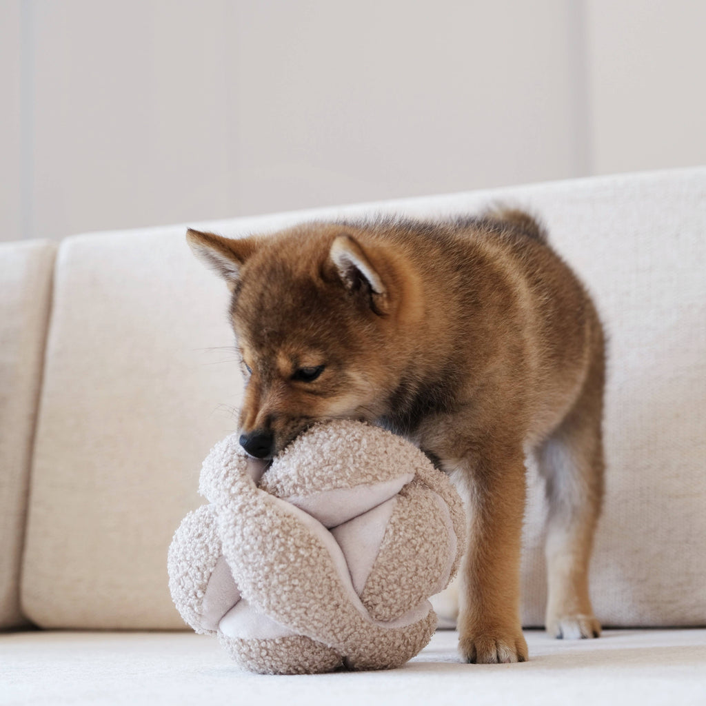 Dog playing with a snuffle plush ball on a light-colored couch