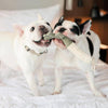 Two dogs playing with a chew toy on a bed
