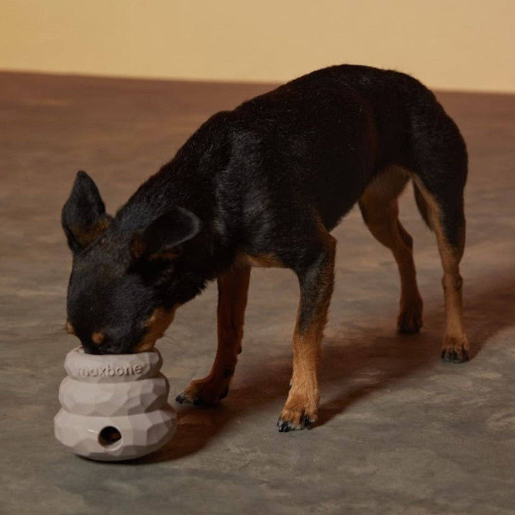 Dog playing with Honeycomb Balance Toy