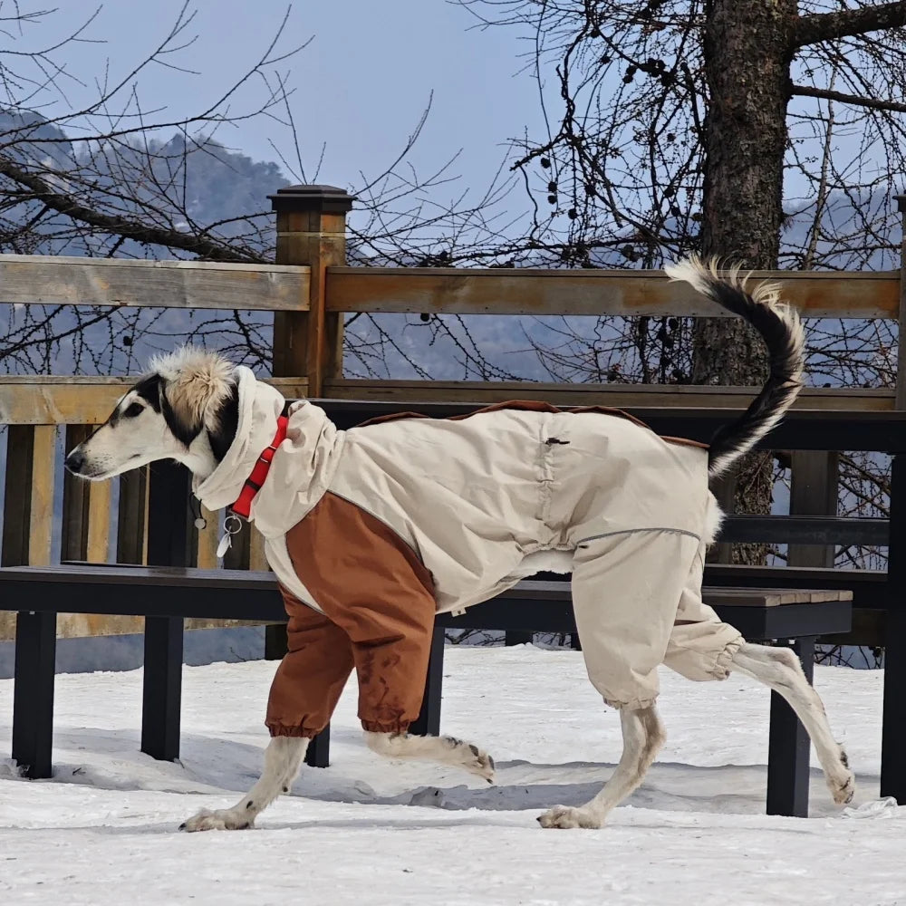 Dog in a winter coat and brown pants standing on a snowy ground with a wooden fence and bare trees in the background.