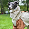 Dog wearing a beige and brown coat outdoors with greenery in the background