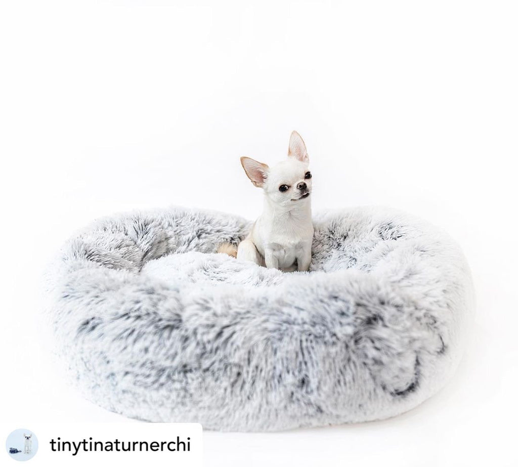 Small white dog sitting on a fluffy gray pet bed with a plain background