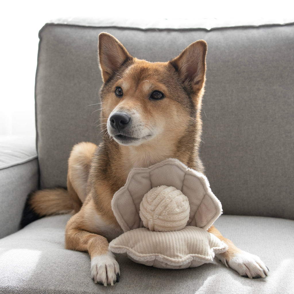 Dog sitting on a couch with a plush toy resembling a shell