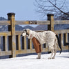 Dog in a white coat standing on a snowy ground with a wooden fence and mountainous background.