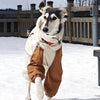 Dog in a winter outfit waterproof jumpsuit