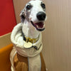 Dog wearing a beige coat with a gold collar and tag against a red and beige background