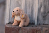 Steiff Plush Goldendoodle with a tag on a wooden background
