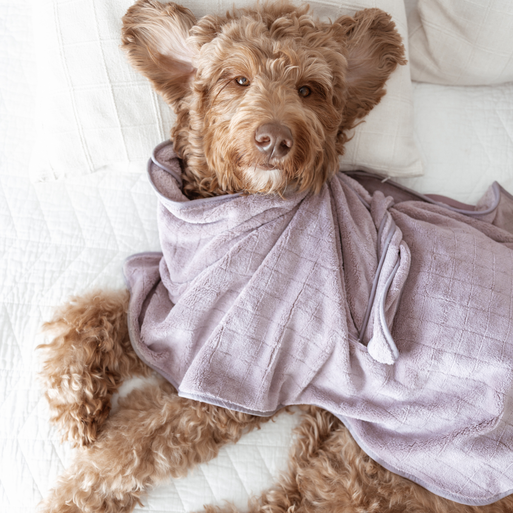 Dog wrapped in a light purple towel on a white surface