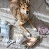 Dog lying on a carpet with four dog toys around it.