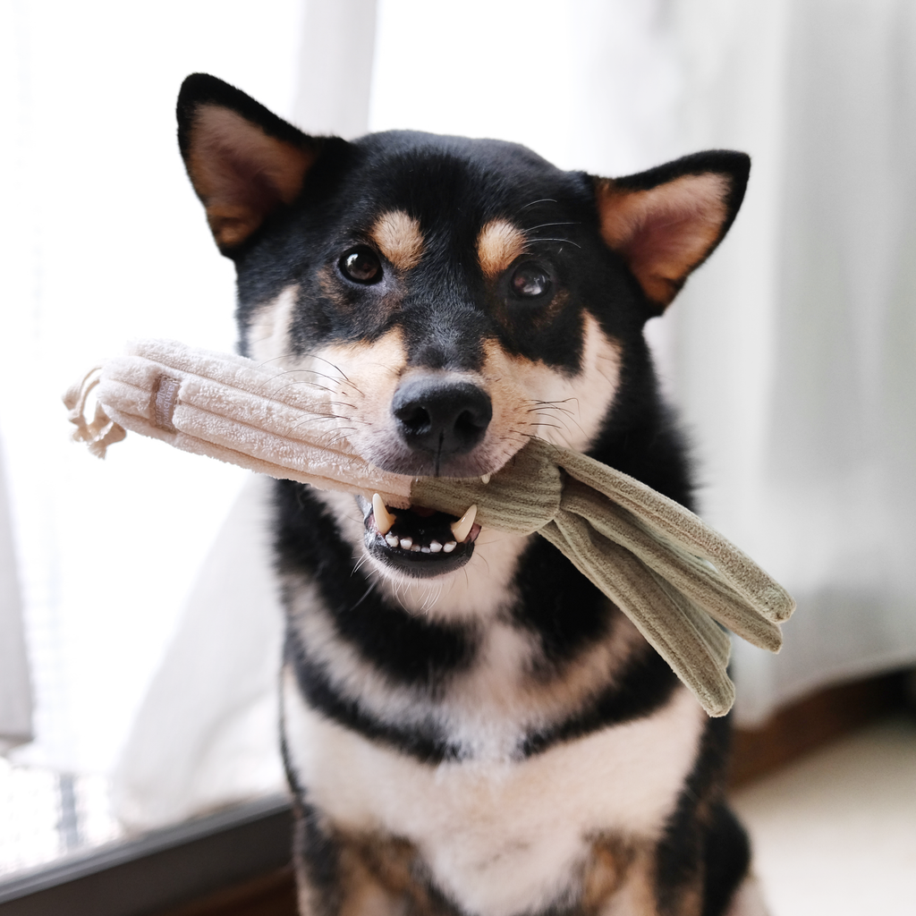 Dog holding a boredom toy in its mouth 