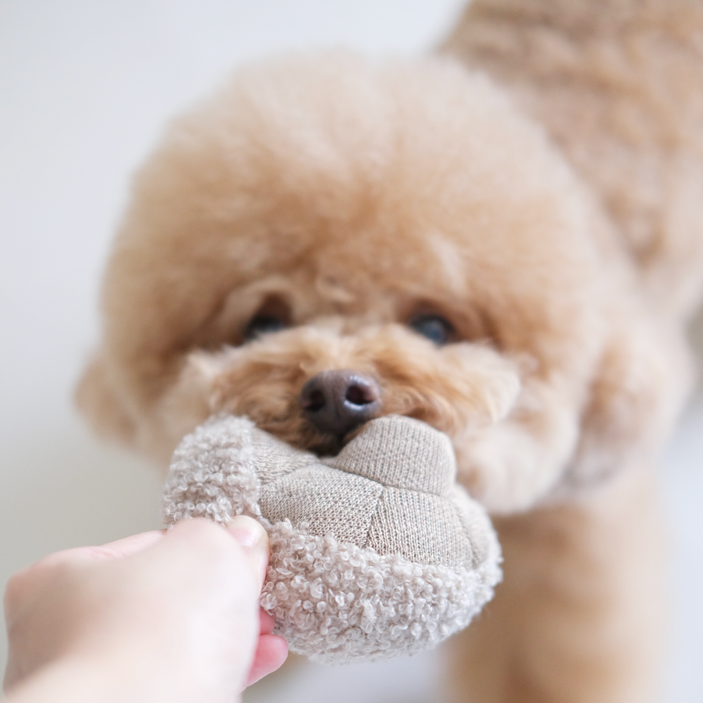 Dog playing with a textured ball toy held by a person against a neutral background