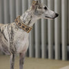 Dog wearing a decorative collar with a blurred background