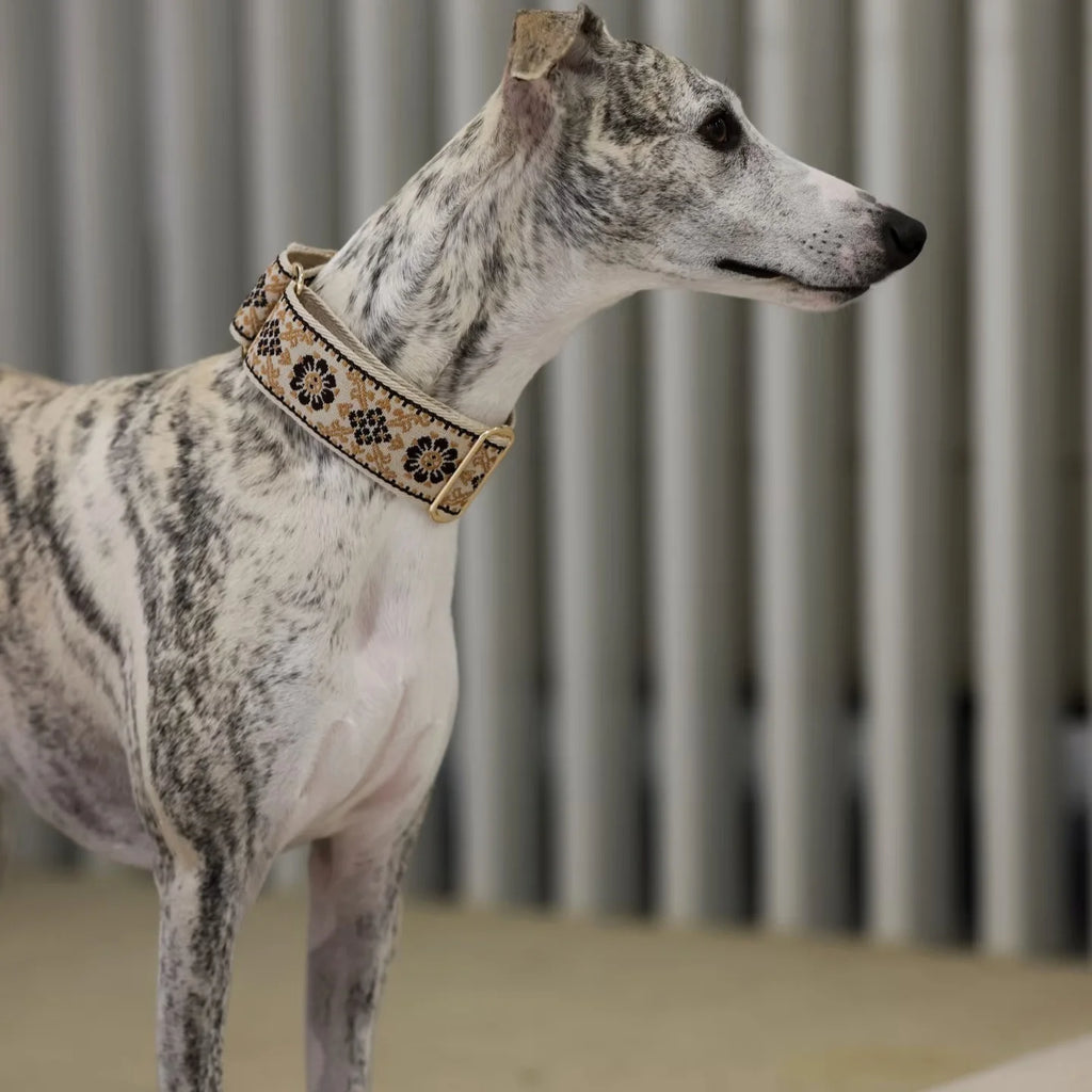 Dog wearing a decorative collar with a blurred background