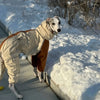 Dog wearing a beige winter jumpsuit fleece lined