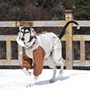 Dog in a winter coat and boots running on snow with a wooden fence and trees in the background.