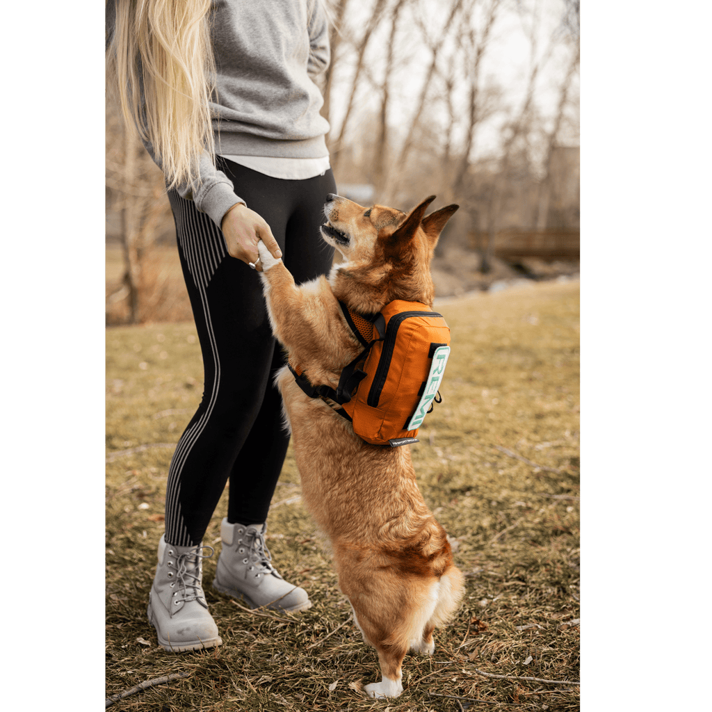 K9 Sport Sack Pet Carrier K9 Sport Walk-On with Harness & Storage: Medium / Buttercup Yellow | Medium Dog Backpack