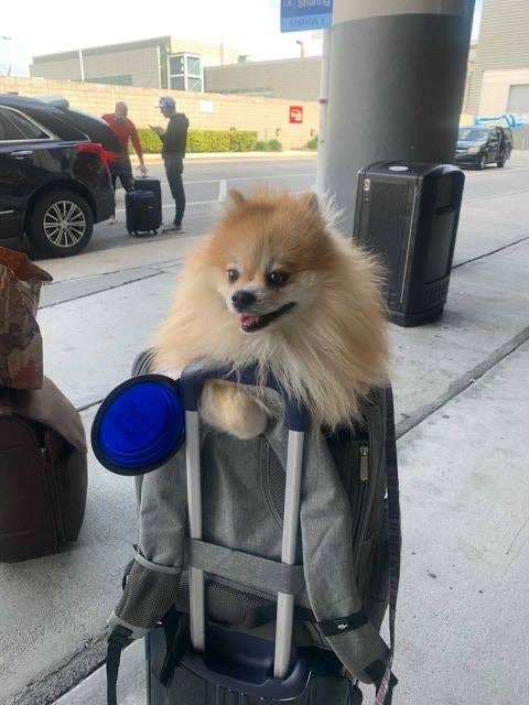Mr. Peanut's Pet Carrier Mr. Peanut's Aspen Series Airline Capable Backpack Pet Carrier | Backpack Pet Carrier