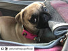 Mr. Peanut's Pet Carrier Mr. Peanut's Gold Series Airline Capable Pet Carrier: Rosa | Pink Pet Carrier Bag