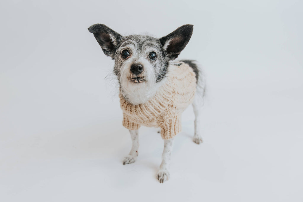 SASSY WOOF Dog Apparel Sassy Woof Dog Cable Knit Sweater Beige | Cozy Pet Sweater | Knit Dog Sweater