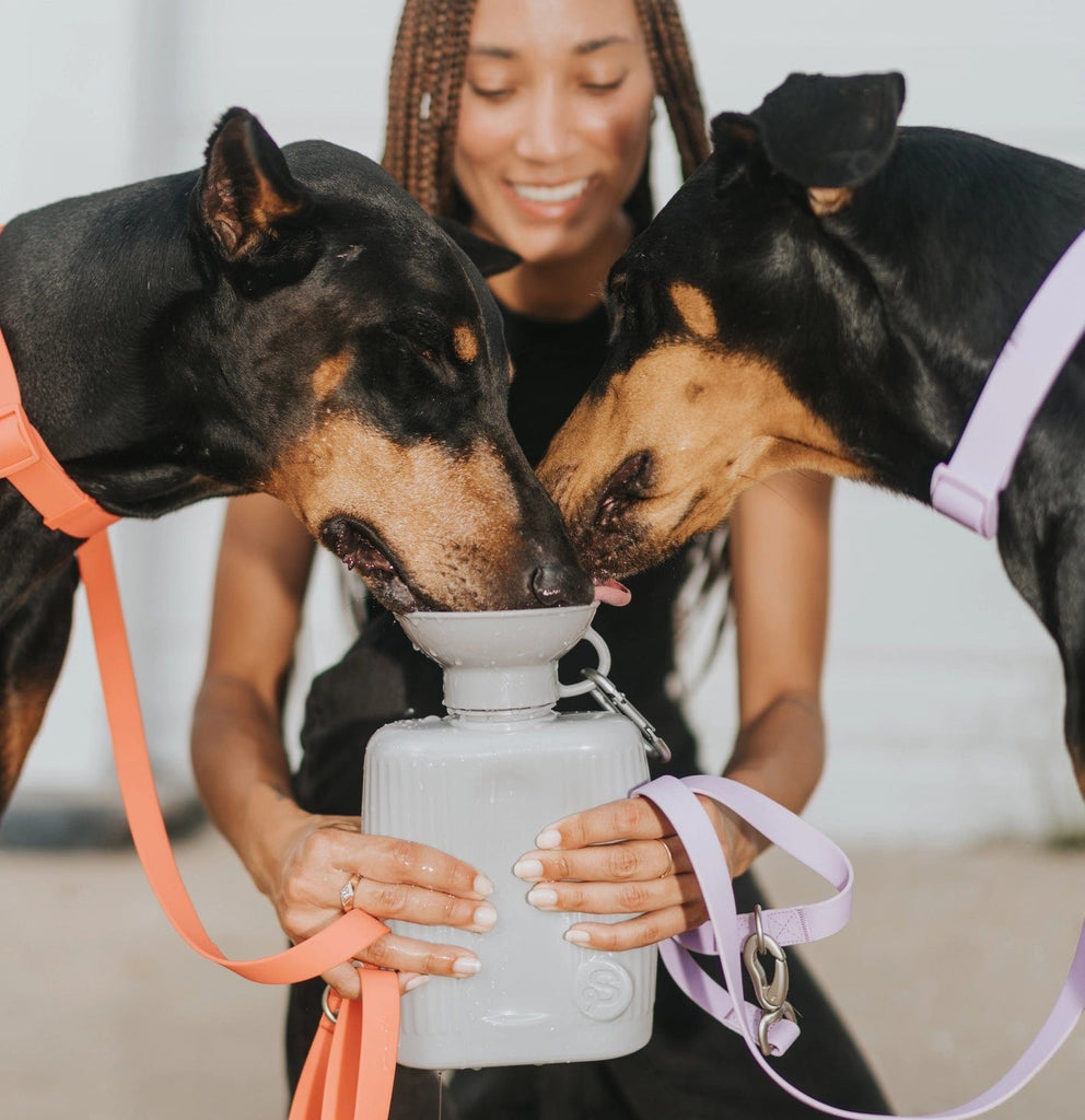 Springer Dog Bowls Springer Growler Dog Water Travel Bottles | Dog Travel | Traveling Dog Bowl